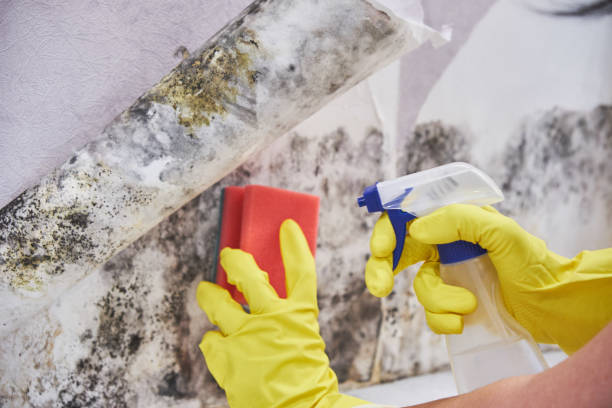 Best Mold Prevention Services  in Fort Valley, AZ